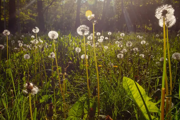 Beyaz yaşlı karahindibalar güneş altında çayırda, gün batımında