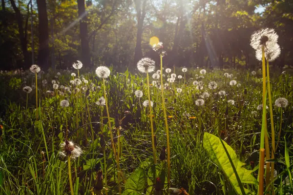 Beyaz yaşlı karahindibalar güneş altında çayırda, gün batımında