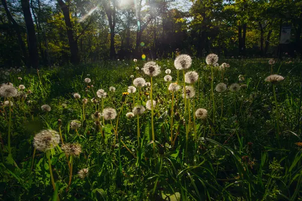 Beyaz yaşlı karahindibalar güneş altında çayırda, gün batımında