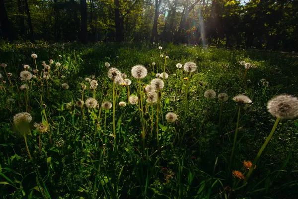 Beyaz yaşlı karahindibalar güneş altında çayırda, gün batımında