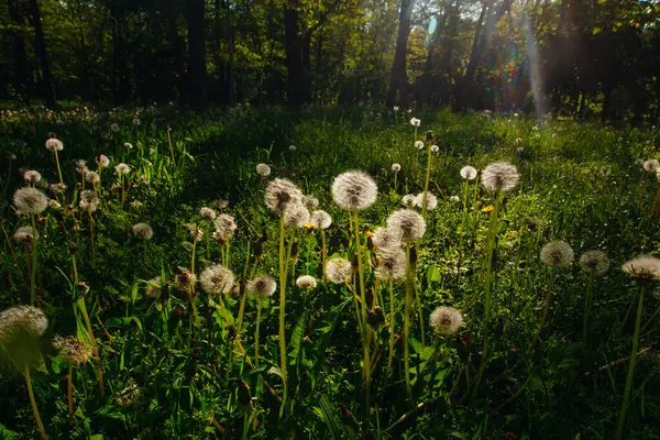 Beyaz yaşlı karahindibalar güneş altında çayırda, gün batımında