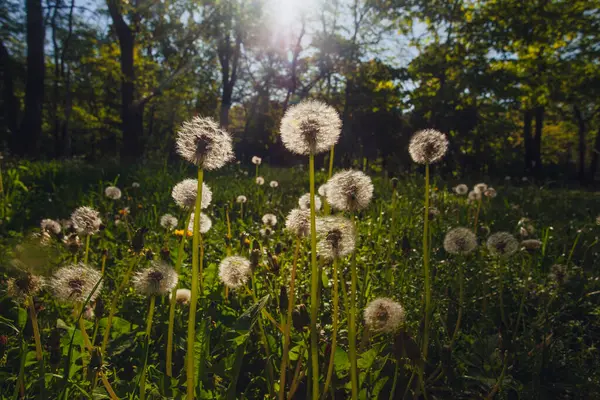 Beyaz yaşlı karahindibalar güneş altında çayırda, gün batımında