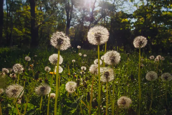 Beyaz yaşlı karahindibalar güneş altında çayırda, gün batımında