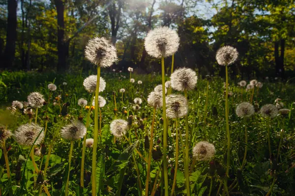 Beyaz yaşlı karahindibalar güneş altında çayırda, gün batımında