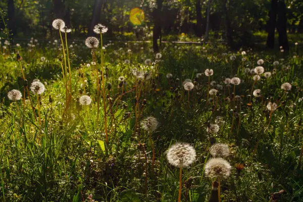 Beyaz yaşlı karahindibalar güneş altında çayırda, gün batımında