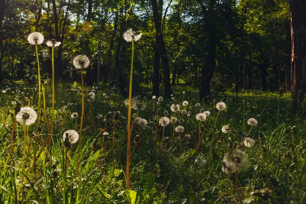 Beyaz yaşlı karahindibalar güneş altında çayırda, gün batımında