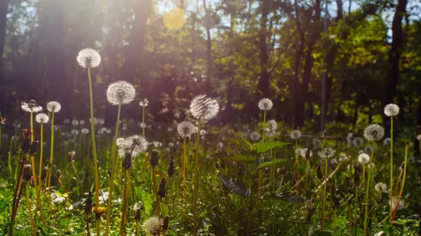 Beyaz yaşlı karahindibalar güneş altında çayırda, gün batımında