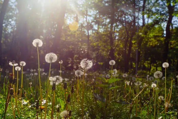 Beyaz yaşlı karahindibalar güneş altında çayırda, gün batımında