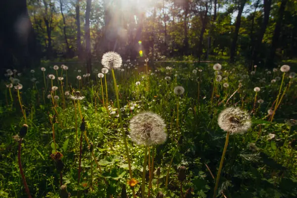 Beyaz yaşlı karahindibalar güneş altında çayırda, gün batımında