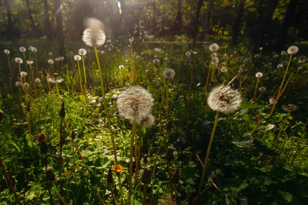 Beyaz yaşlı karahindibalar güneş altında çayırda, gün batımında
