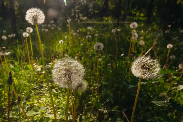 Beyaz yaşlı karahindibalar güneş altında çayırda, gün batımında