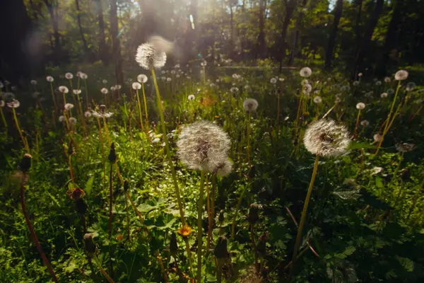 Beyaz yaşlı karahindibalar güneş altında çayırda, gün batımında