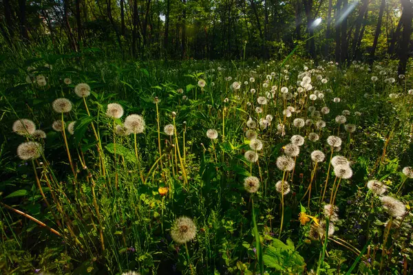 Beyaz yaşlı karahindibalar güneş altında çayırda, gün batımında