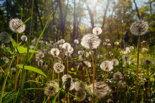 Beyaz yaşlı karahindibalar güneş altında çayırda, gün batımında