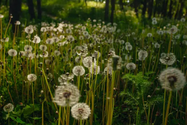 Beyaz yaşlı karahindibalar güneş altında çayırda, gün batımında