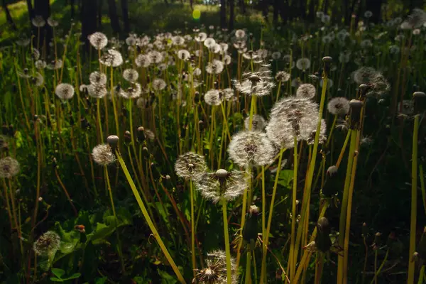Beyaz yaşlı karahindibalar güneş altında çayırda, gün batımında