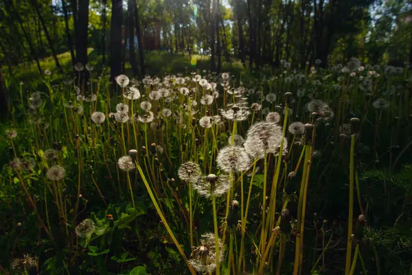 Beyaz yaşlı karahindibalar güneş altında çayırda, gün batımında