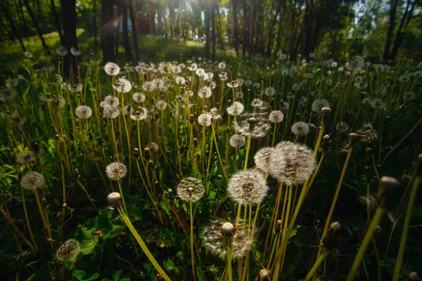 Beyaz yaşlı karahindibalar güneş altında çayırda, gün batımında