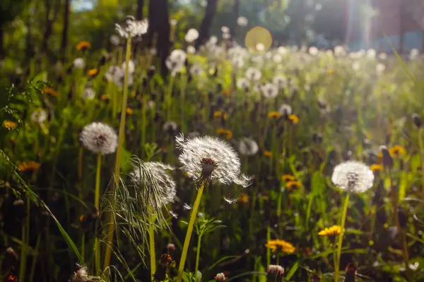 Beyaz yaşlı karahindibalar güneş altında çayırda, gün batımında