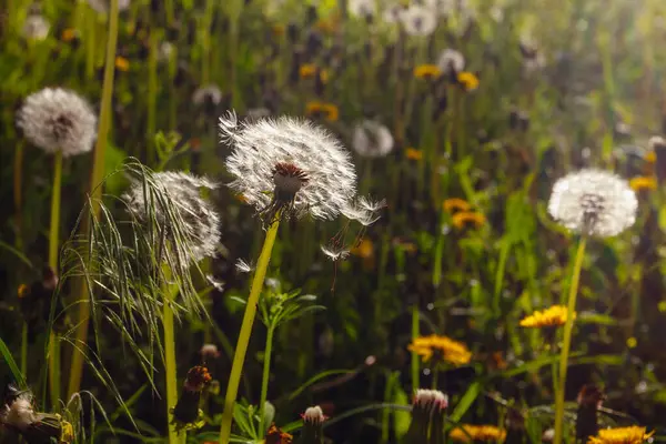 Beyaz yaşlı karahindibalar güneş altında çayırda, gün batımında