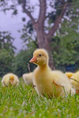 Yeşil çimlerin üzerinde komik, küçük, parlak sarı kazcıklar.