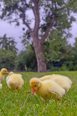 Yeşil çimlerin üzerinde komik, küçük, parlak sarı kazcıklar.