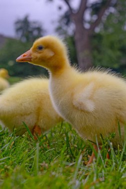 Yeşil çimlerin üzerinde komik, küçük, parlak sarı kazcıklar.