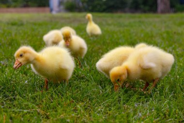 Yeşil çimlerin üzerinde komik, küçük, parlak sarı kazcıklar.