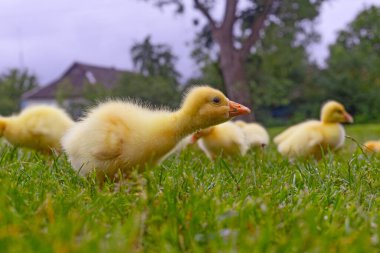 Yeşil çimlerin üzerinde komik, küçük, parlak sarı kazcıklar.