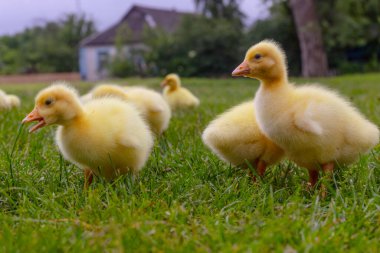 Yeşil çimlerin üzerinde komik, küçük, parlak sarı kazcıklar.