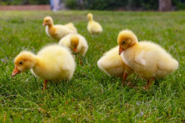 Yeşil çimlerin üzerinde komik, küçük, parlak sarı kazcıklar.