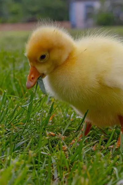 Yeşil çimlerin üzerinde komik, küçük, parlak sarı kazcıklar.