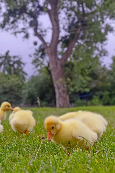 Yeşil çimlerin üzerinde komik, küçük, parlak sarı kazcıklar.