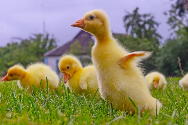Yeşil çimlerin üzerinde komik, küçük, parlak sarı kazcıklar.