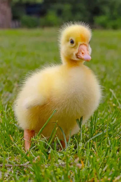 Yeşil çimlerin üzerinde komik, küçük, parlak sarı kazcıklar.