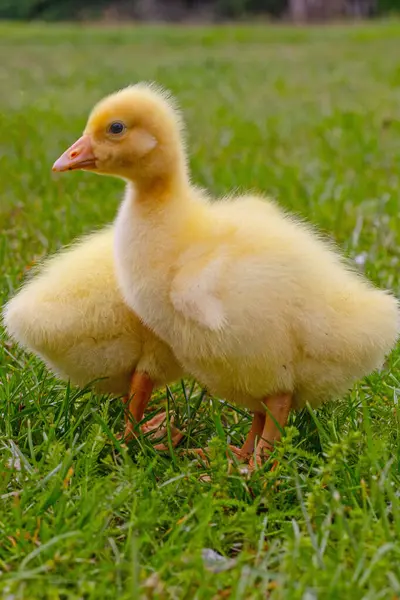 Yeşil çimlerin üzerinde komik, küçük, parlak sarı kazcıklar.