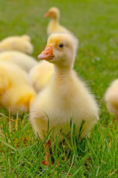 Yeşil çimlerin üzerinde komik, küçük, parlak sarı kazcıklar.