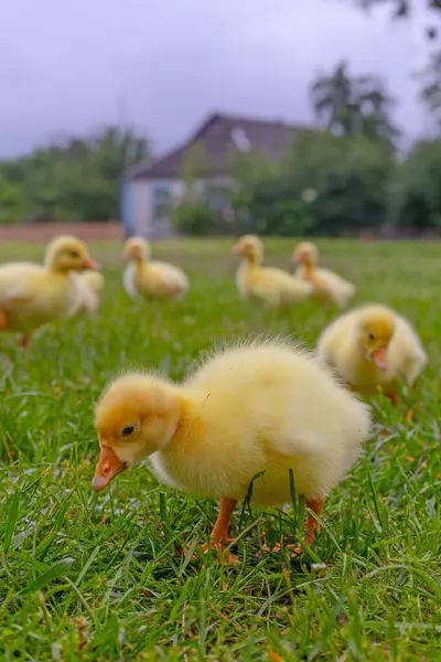 Yeşil çimlerin üzerinde komik, küçük, parlak sarı kazcıklar.
