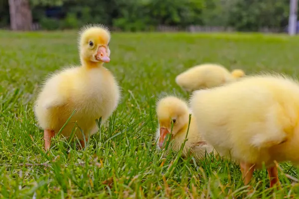 Yeşil çimlerin üzerinde komik, küçük, parlak sarı kazcıklar.