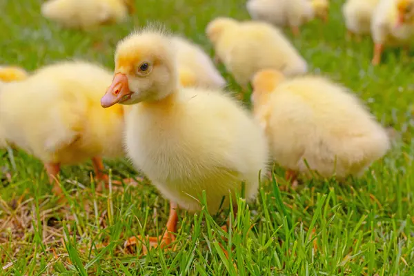 Yeşil çimlerin üzerinde komik, küçük, parlak sarı kazcıklar.