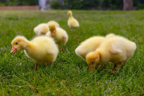 Yeşil çimlerin üzerinde komik, küçük, parlak sarı kazcıklar.