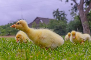 Yeşil çimlerin üzerinde komik, küçük, parlak sarı kazcıklar.