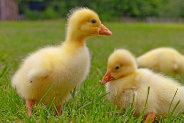 Yeşil çimlerin üzerinde komik, küçük, parlak sarı kazcıklar.