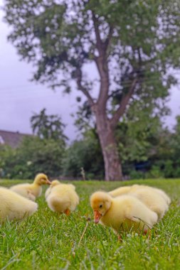 Yeşil çimlerin üzerinde komik, küçük, parlak sarı kazcıklar.