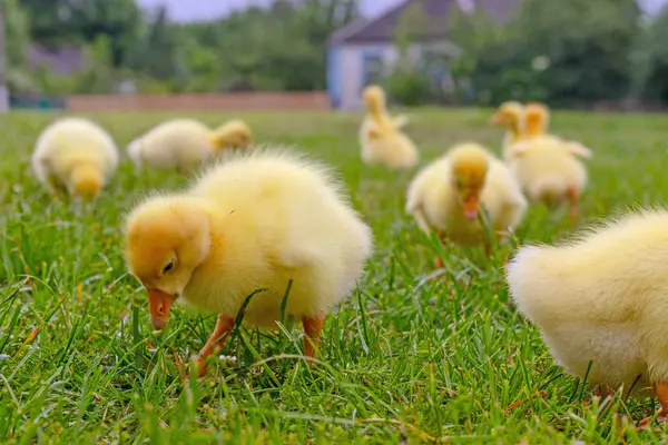 Yeşil çimlerin üzerinde komik, küçük, parlak sarı kazcıklar.