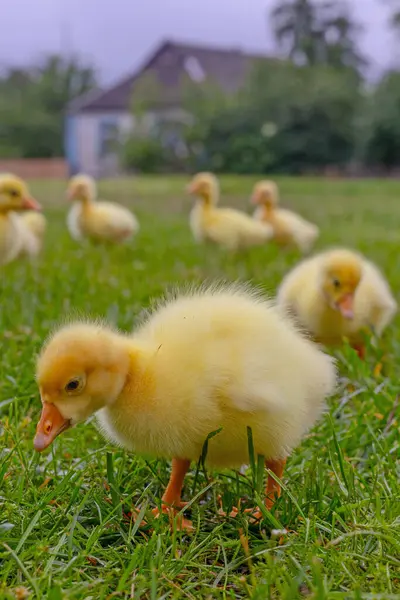 Yeşil çimlerin üzerinde komik, küçük, parlak sarı kazcıklar.
