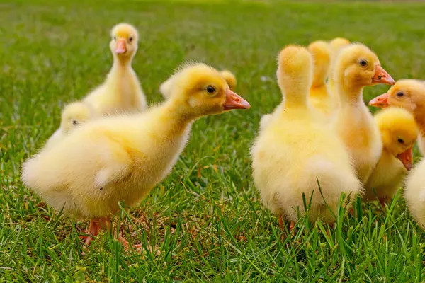 Yeşil çimlerin üzerinde komik, küçük, parlak sarı kazcıklar.