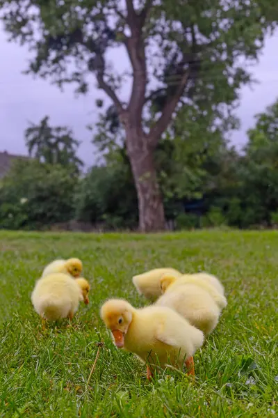 Yeşil çimlerin üzerinde komik, küçük, parlak sarı kazcıklar.