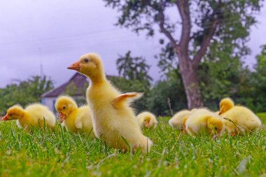 Yeşil çimlerin üzerinde komik, küçük, parlak sarı kazcıklar.