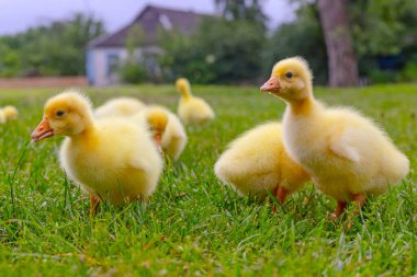 Yeşil çimlerin üzerinde komik, küçük, parlak sarı kazcıklar.